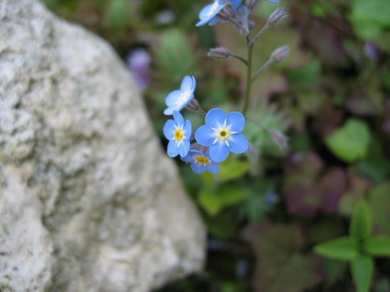 belles bleues